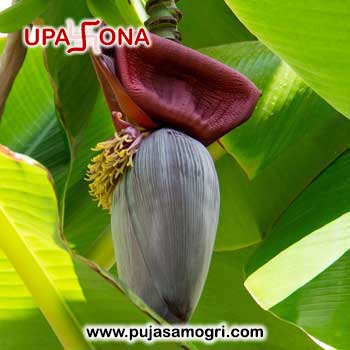 Banana Flower