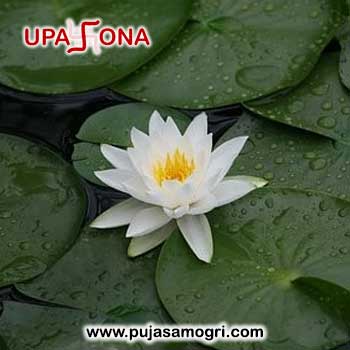 Lotus Leaf