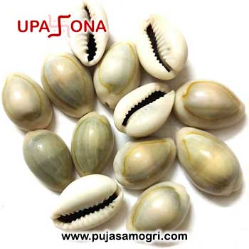 Cowrie shells