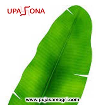 Banana Leaf-Front Part