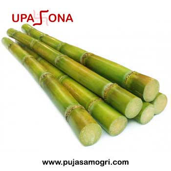 Sugarcane